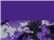 Purple/ Purple