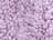 Magenta Heather