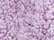 Magenta Heather