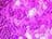 Power Pink