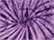 Spider Purple