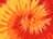 Blaze