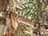 Realtree Edge