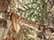 Realtree Edge