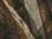 Realtree Max 5