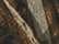 Realtree Max 5