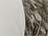 Bottomland