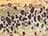 Trout Spots/ Brown