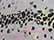 Trout Spots/ Grey