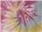 Desert Rose