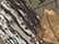 Realtree Xtra