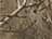 Realtree Xtra