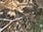Realtree Edge