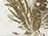 White Realtree AP