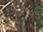 Realtree Edge