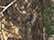 Realtree Edge