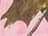 Pink Realtree AP