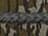 Mossy Oak Bottomland/ Black