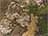 Realtree Apx