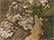Realtree Apx